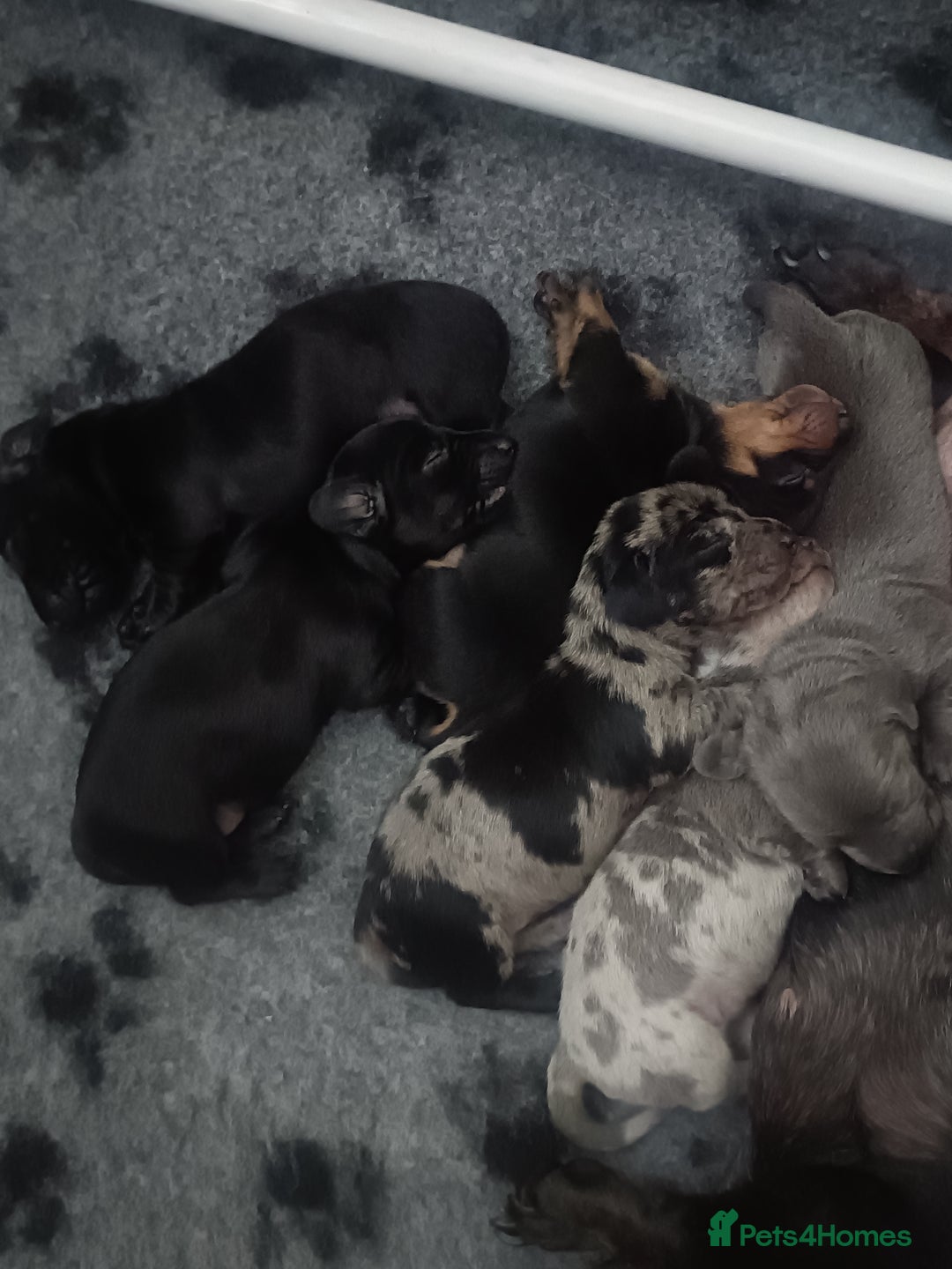 Dachshund dogs for sale: Beautiful daccys for sale ready 30th December  - Advert 9