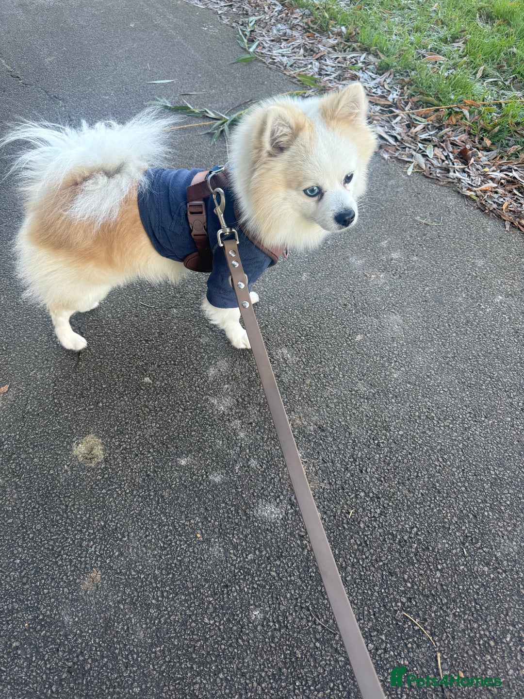 Pomeranian dogs for stud: PomeranianMale for Stud Healthy,Friendly&Ready Now - Advert 2