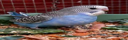 Budgerigars birds for sale: Baby budgies  - Advert 2