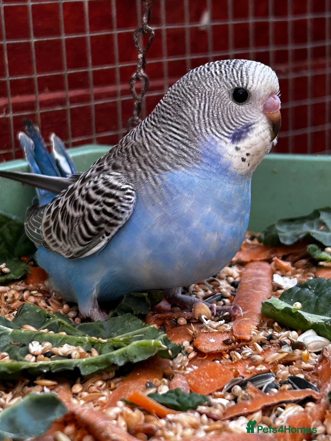 Budgerigars birds for sale: Baby budgies  - Advert 2