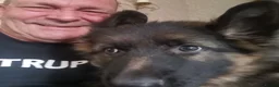 German Shepherd dogs for sale: German shepherd puppies - Advert 5