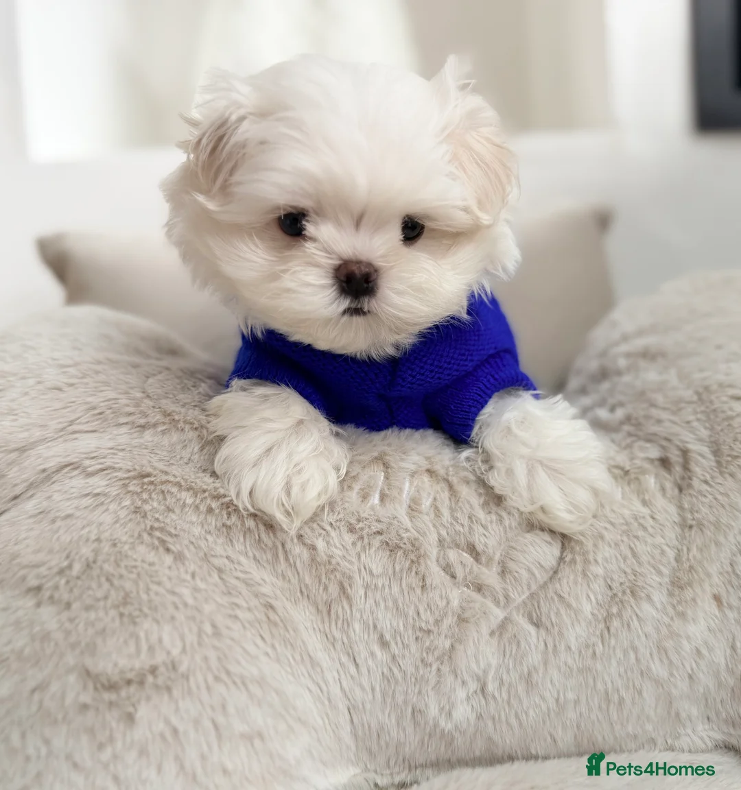 Maltese dogs for sale: Bambelina Full Korean Bloodline Maltese - Advert 3