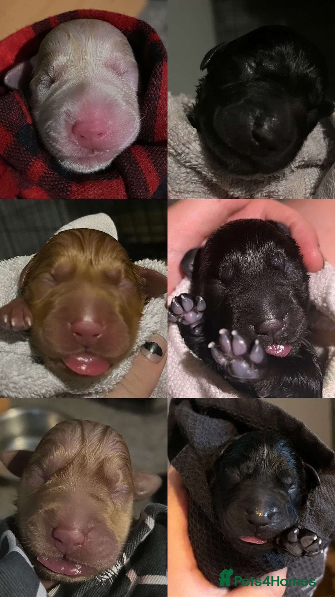 Labrador Retriever dogs for sale: 10 Beautiful Labradors ready to be reserved - Image 2