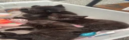 Mixed Breed cats for sale: 3 kittens  - Advert 10