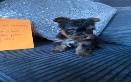 Yorkshire Terrier dogs for sale: Miniature Yorkshire terrier puppies  - Image 17
