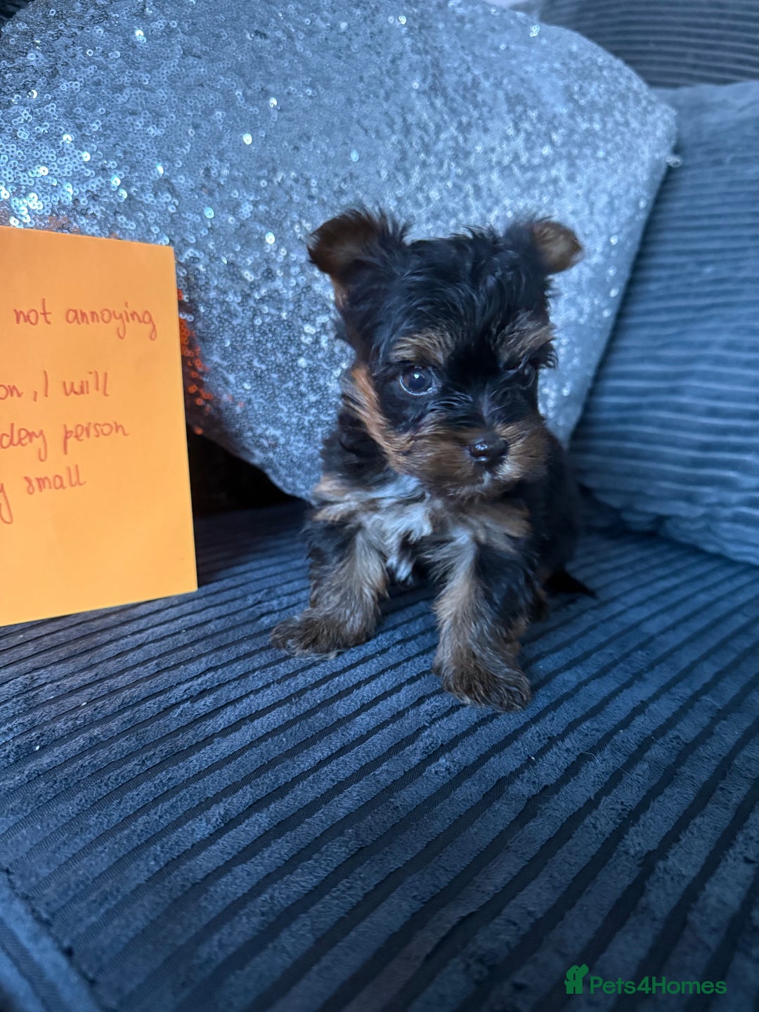 Yorkshire Terrier dogs for sale: Miniature Yorkshire terrier puppies  - Image 17