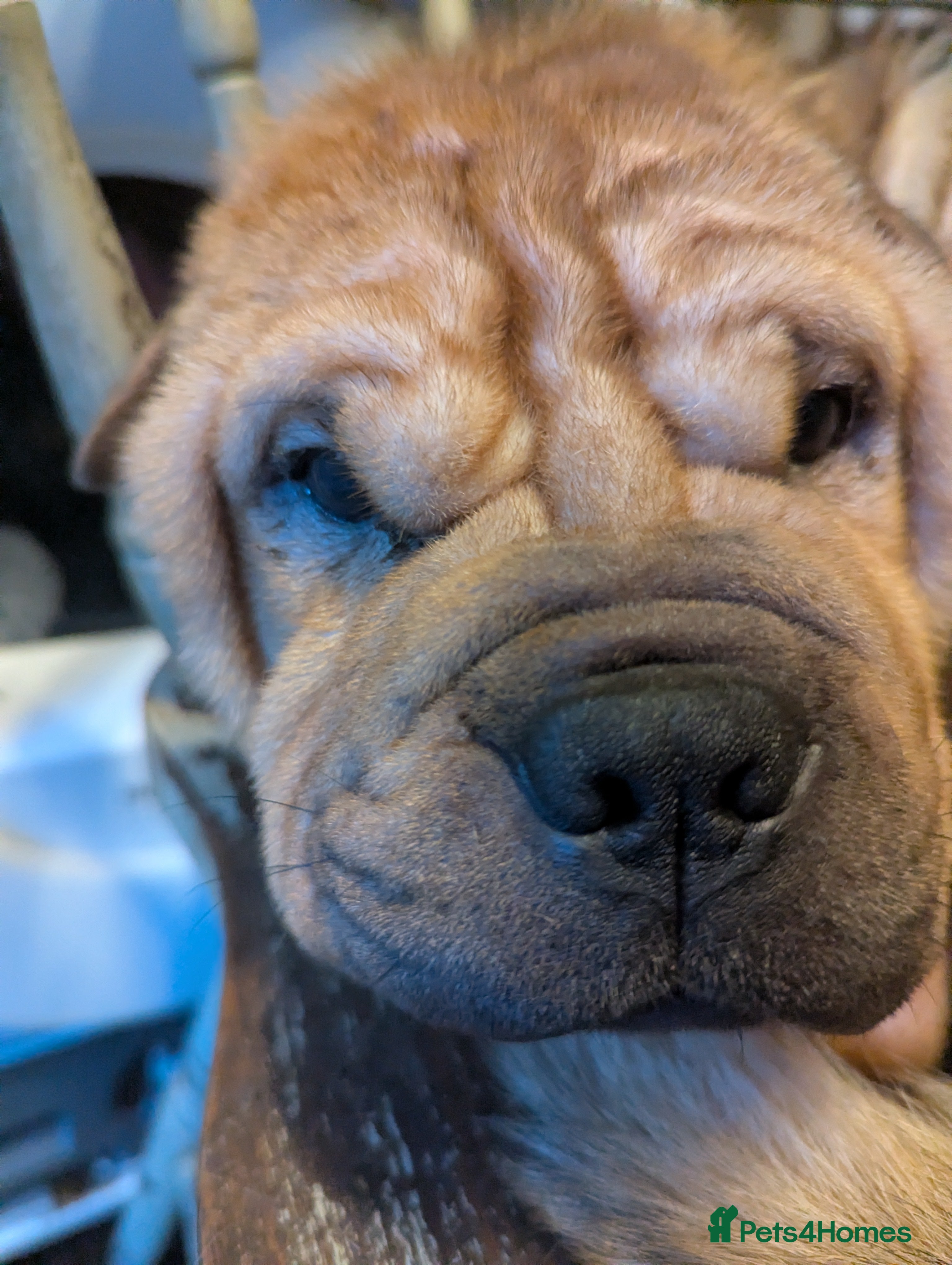 Mixed Breed dogs Bullpei cross puppies - Advert 15