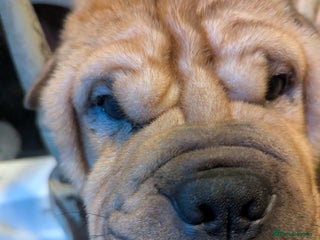 Mixed Breed dogs Bullpei cross puppies - Advert 1