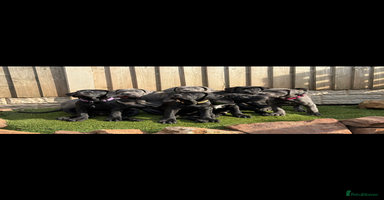 Cane Corso dogs - Advert 16