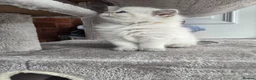 Ragdoll cats for sale: Stunning european girl remaining  - Advert 7