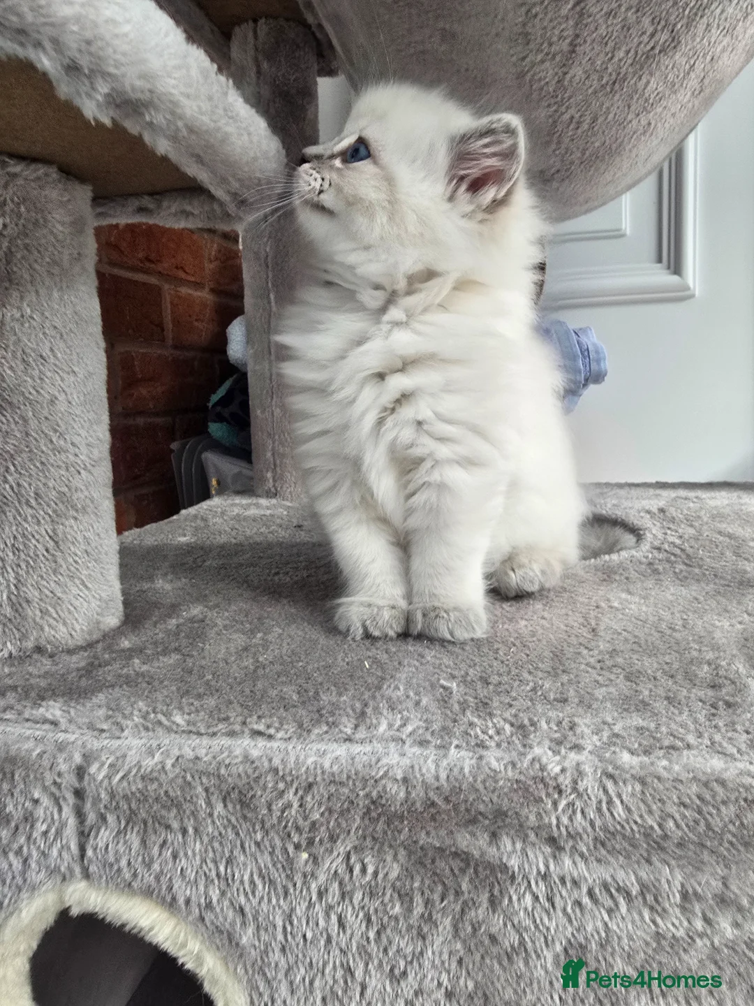 Ragdoll cats for sale: Stunning european girl remaining  - Advert 7