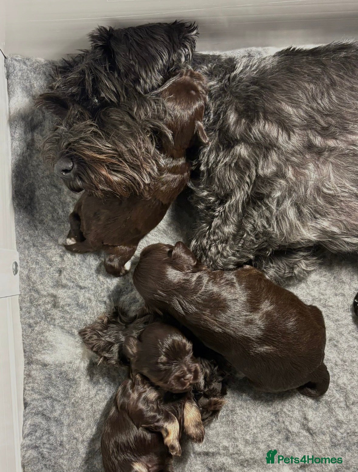 Miniature Schnauzer dogs KC Mini Schnauzer Choc ,Black,Choc/Tan. BVA H/T  - Advert 3