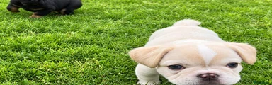 French Bulldog 1