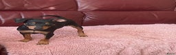 Miniature Pinscher dogs for sale: Beautiful Miniature Pinscher . - Advert 15
