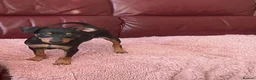 Miniature Pinscher dogs for sale: 🐾 Adorable Miniature Pinscher Girl 🐾 - Advert 7