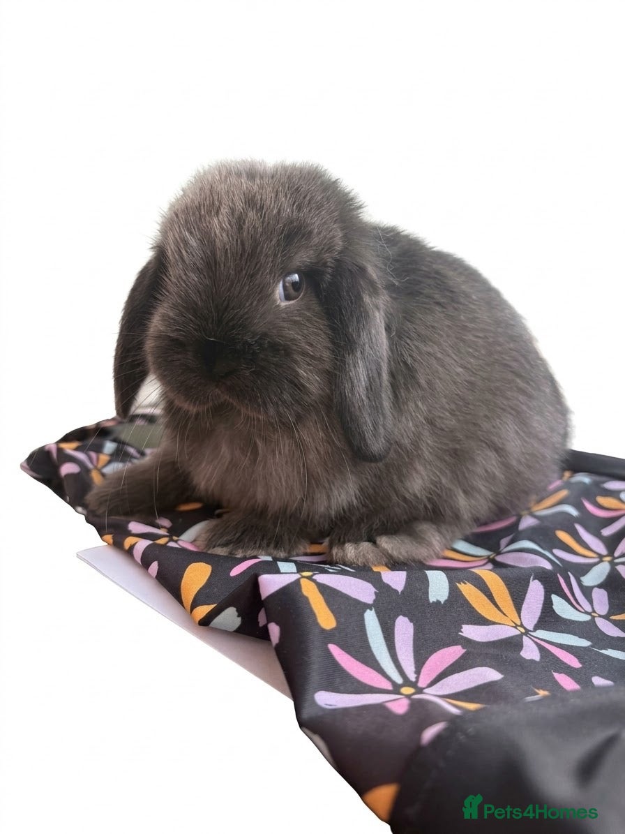 Mini Lop rabbits BEAUTIFUL Mini lops  - Advert 20