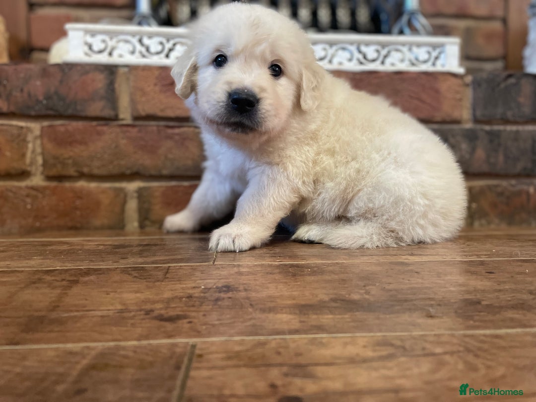 Golden Retriever dogs for sale: KC Reg Cream Boys from health tested parents.  - Advert 18