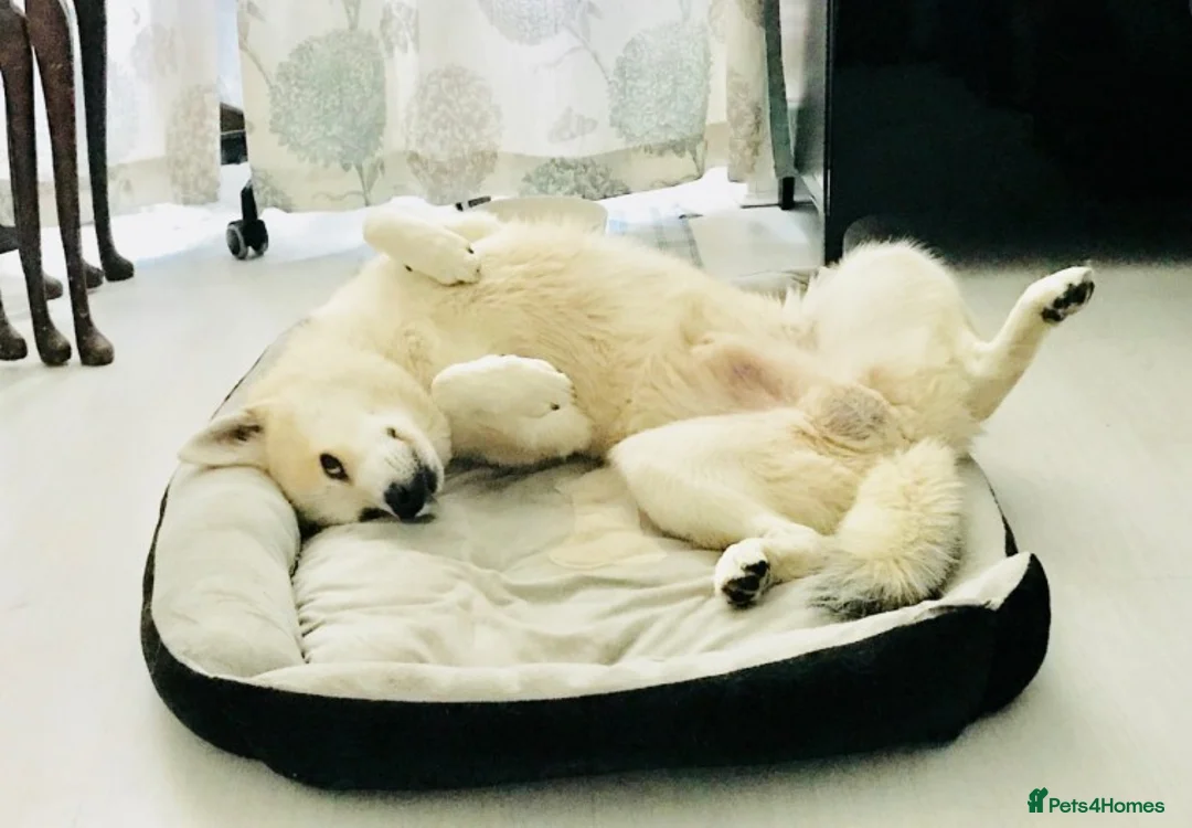 Pomsky dogs for stud: Pomsky for STUD Beautiful Husky markings in Sittingbourne - Advert 16