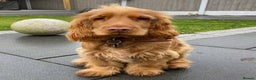 Cocker Spaniel dogs for sale: Cocker Spanie Looking for a Loving Home - Advert 4
