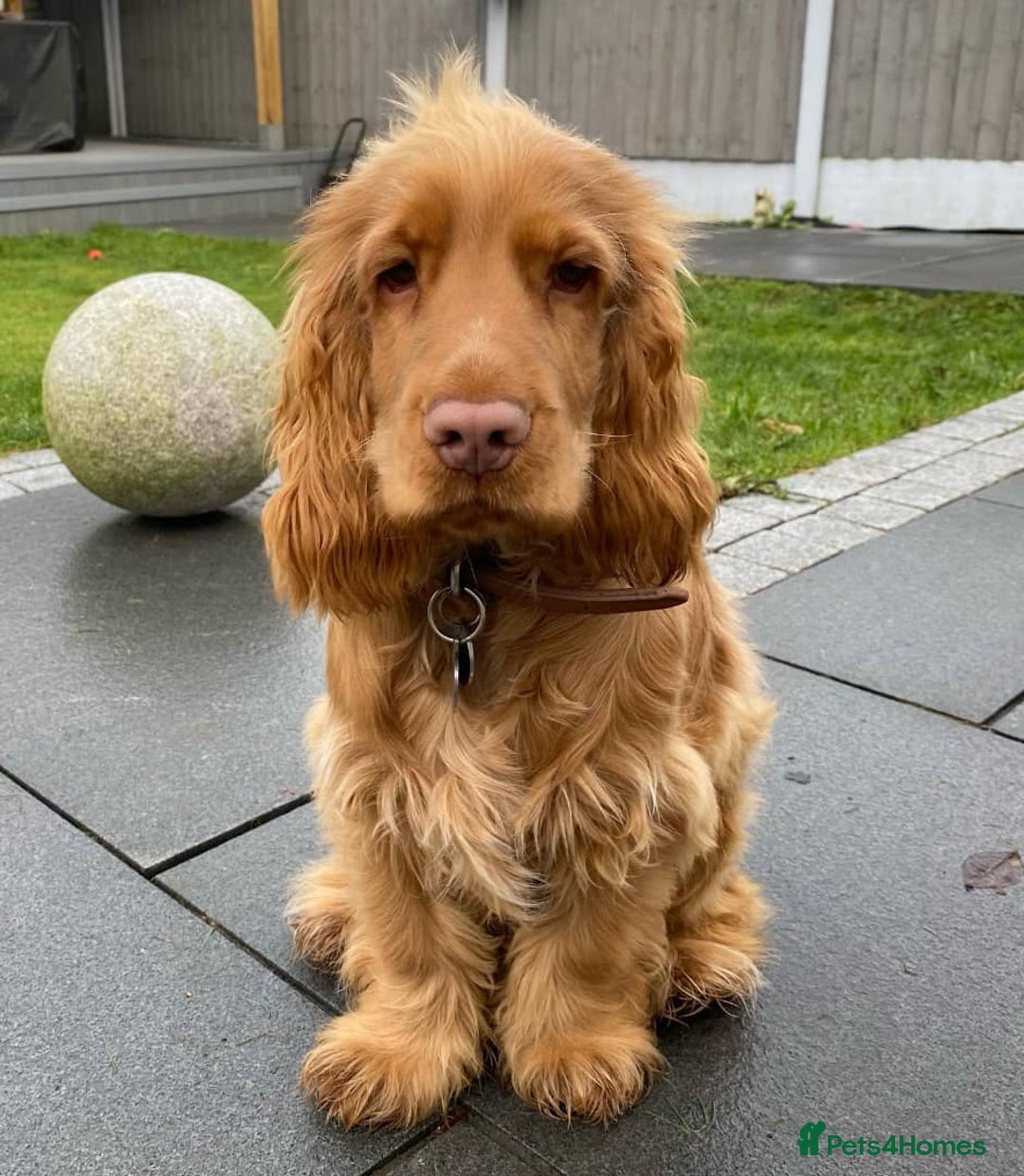 Cocker Spaniel dogs for sale: Cocker Spanie Looking for a Loving Home - Advert 4