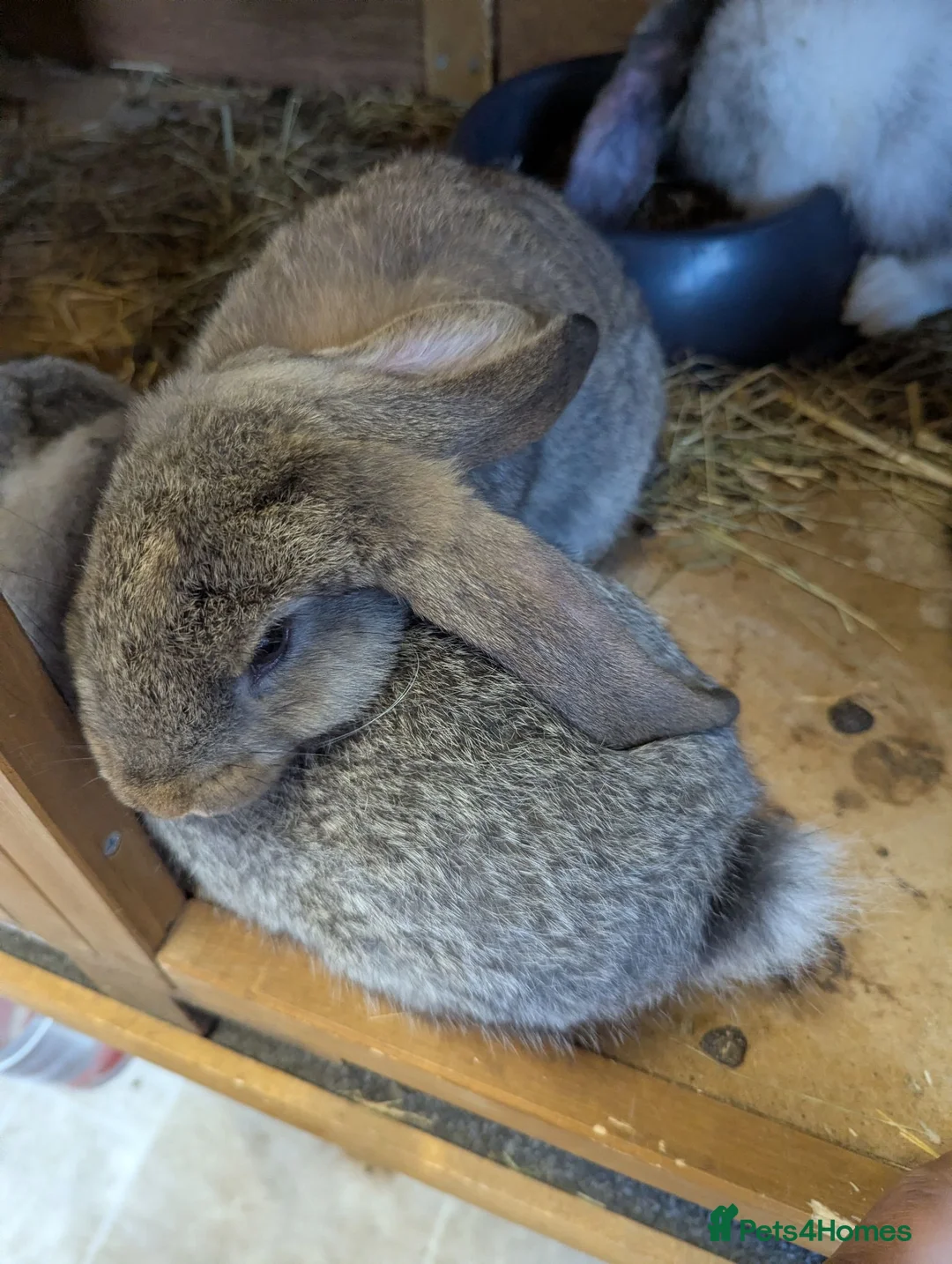 French Lop rabbits for sale: French lops  - Advert 5