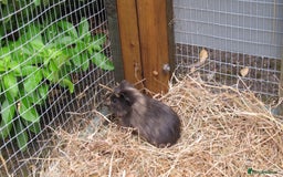 Guinea Pig rodents for sale: beautiful male guinea pigs - Image 8