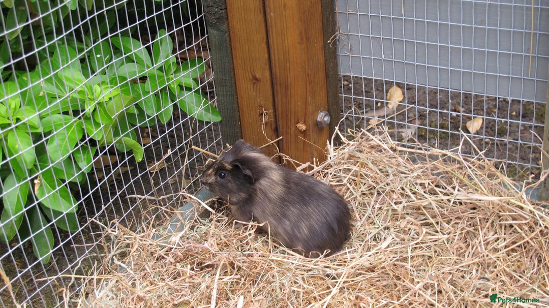 Guinea Pig rodents for sale: beautiful male guinea pigs - Image 8
