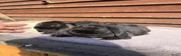 Mini Lop rabbits for sale: Baby mini lops  - Advert 18
