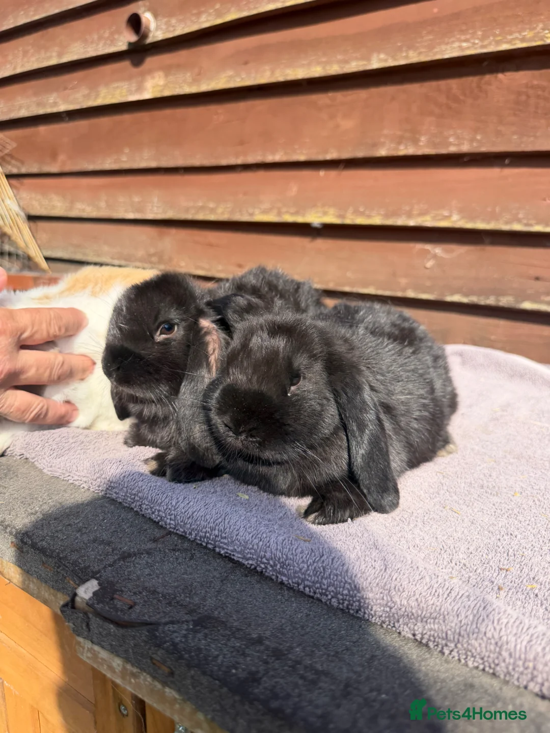 Mini Lop rabbits for sale: Baby mini lops  - Advert 18