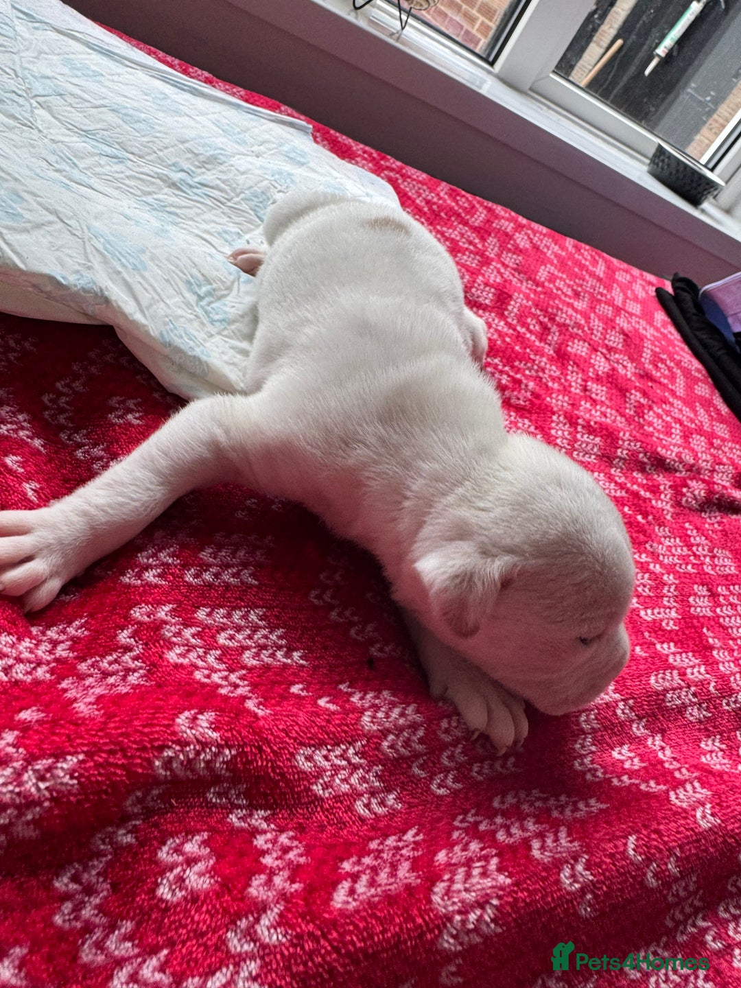 Mixed Breed dogs for sale: Staffy x shar pei female pups 3 - Image 15