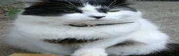 British Longhair cats for sale: Kittens  in Farnham - Advert 1