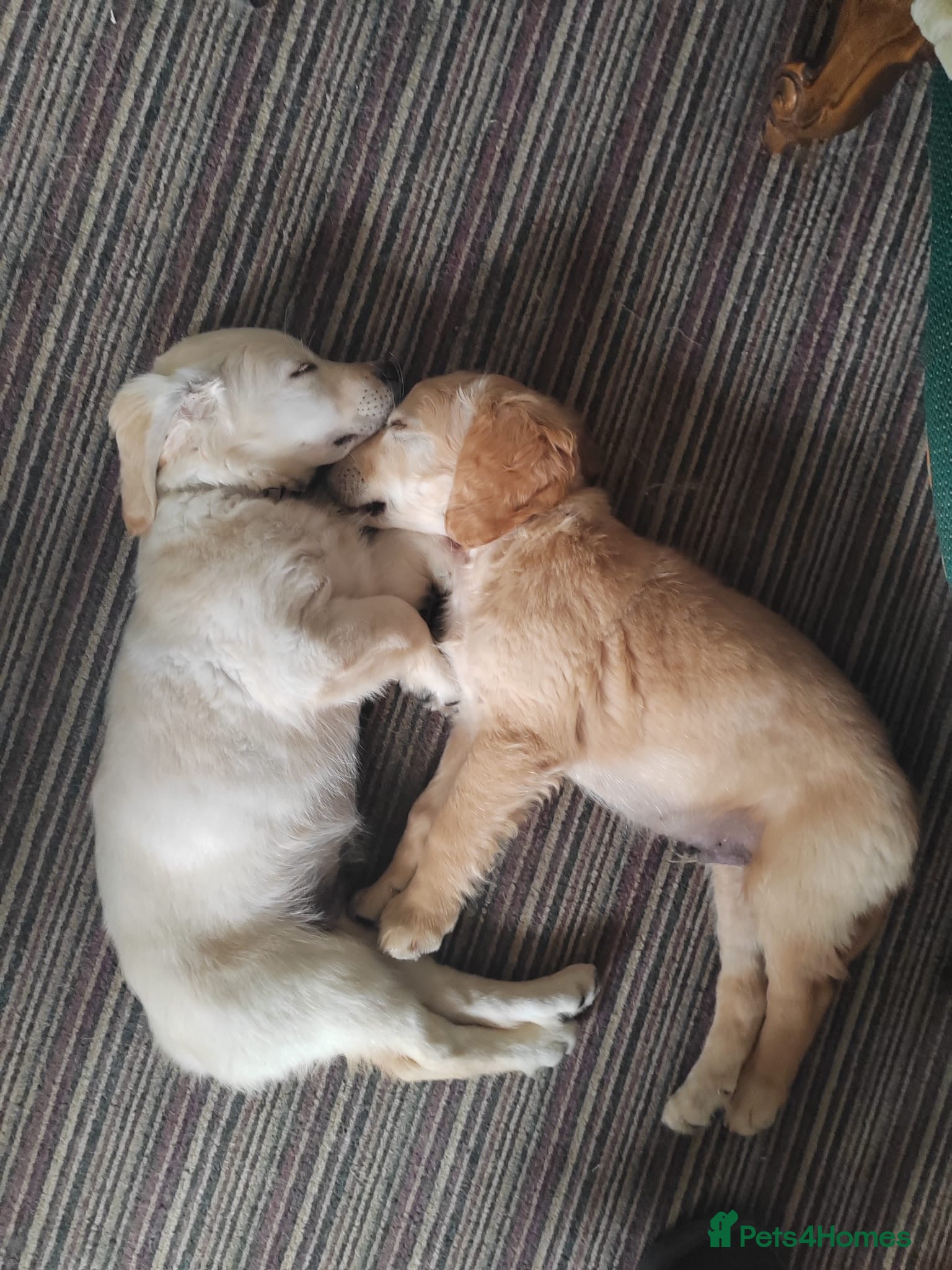 Mixed Breed dogs Dakota Sports retrievers. Mini Goldens Ready now.  - Advert 1