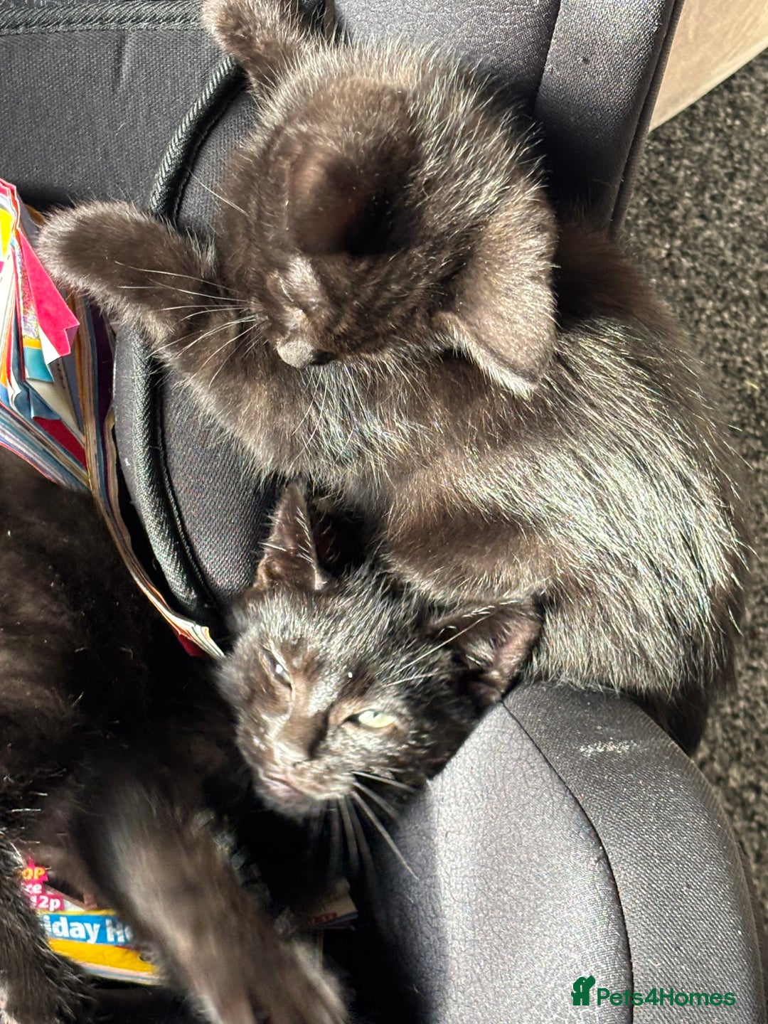 American Shorthair cats for sale: 2 all back kitten for sale  - Image 2