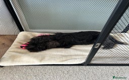 Miniature Schnauzer dogs for sale: Lovely KC Mini Schnauzer 4 months Fully Vaccinated - Image 5