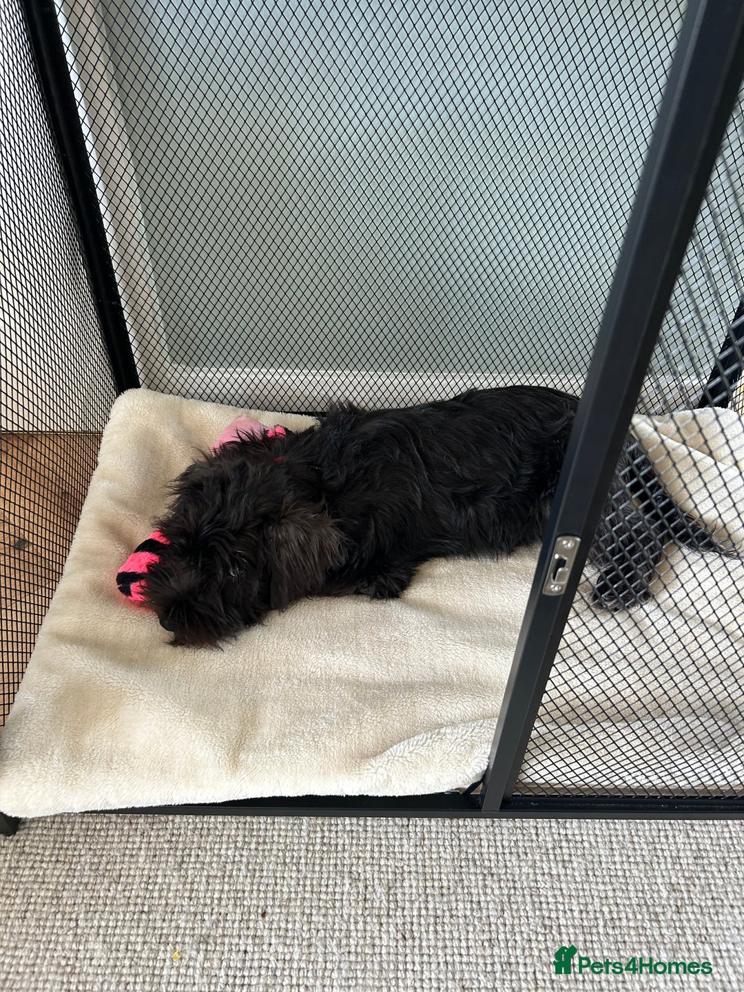 Miniature Schnauzer dogs for sale: Lovely KC Mini Schnauzer 4 months Fully Vaccinated - Image 5