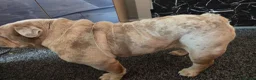 Mixed Breed dogs for sale: Rolo - pocket bulldog - Advert 4