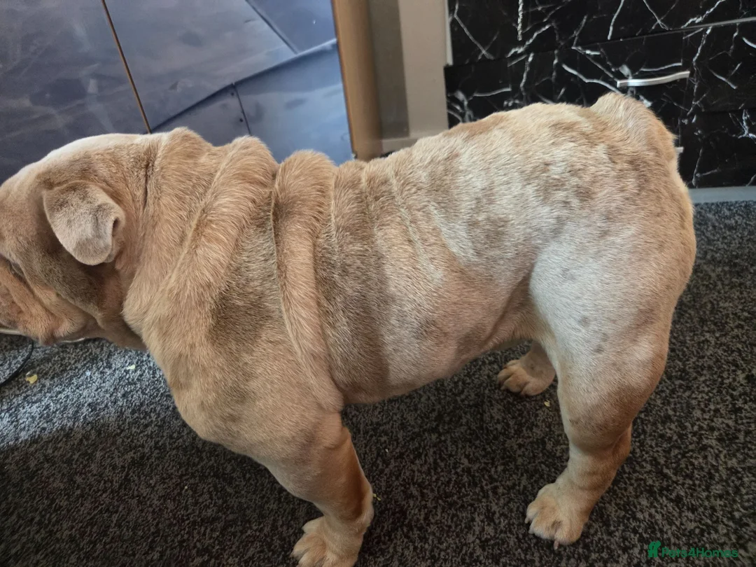 Mixed Breed dogs for sale: Rolo - pocket bulldog - Advert 4