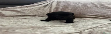 Labrador Retriever 2