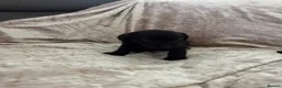 Labrador Retriever dogs for sale: Stunning Labrador pups - Advert 14