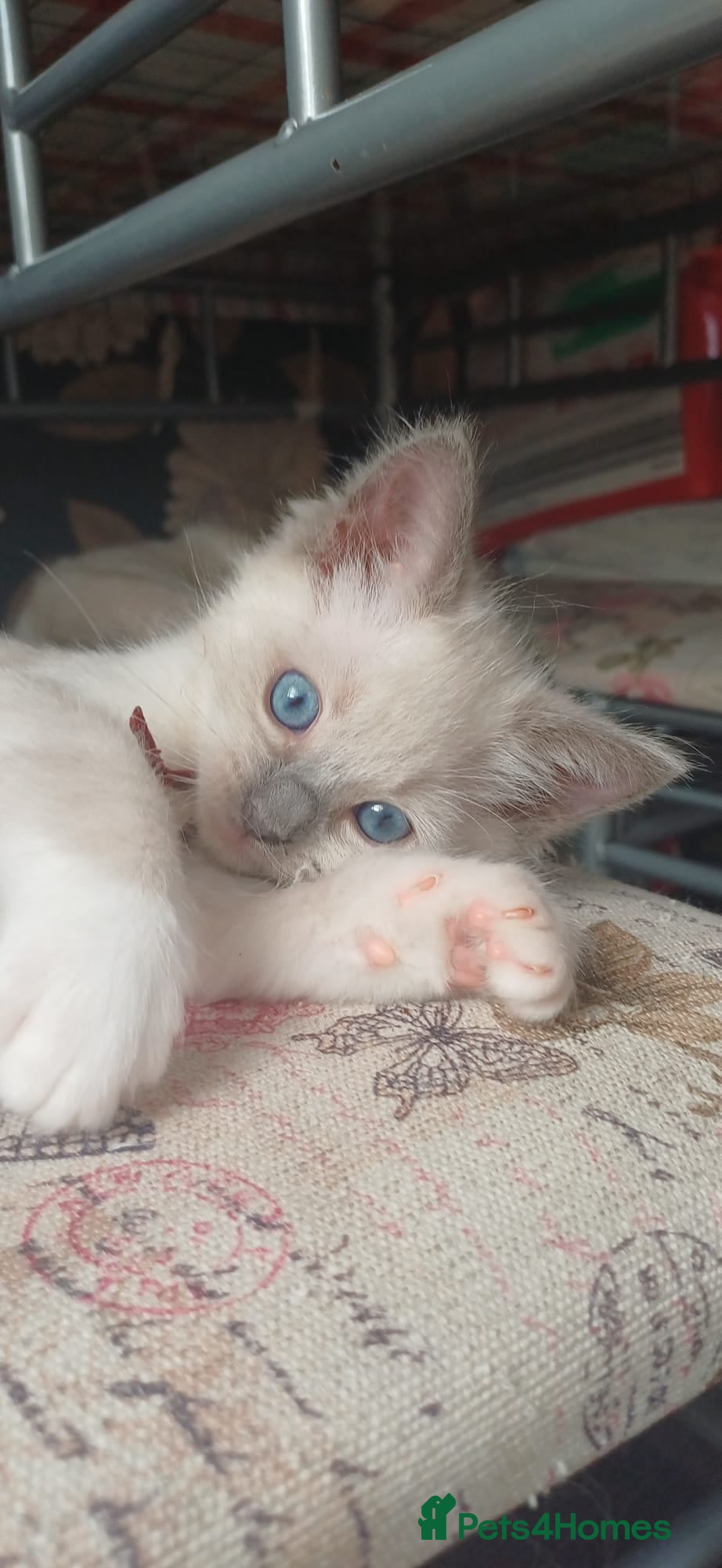 Ragdoll cats for sale: Gorgeous Ragdoll kittens  in Tetbury - Advert 8