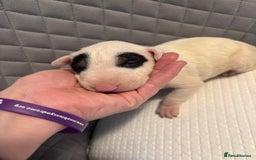 English Bull Terrier dogs for sale: Champion Bloodline English Bull Terrier Puppies  - Image 10