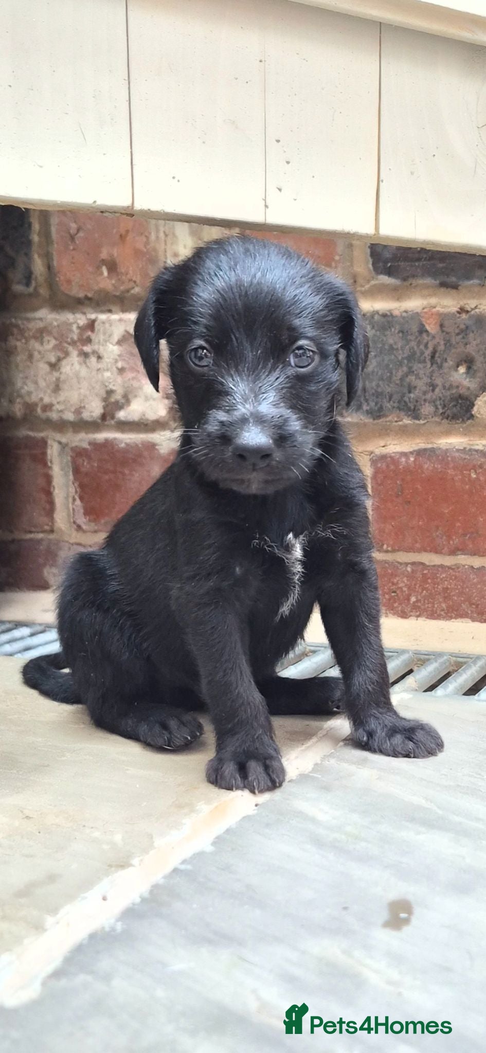 Mixed Breed dogs F1 Bedlington x whippet pups first cross  - Advert 17