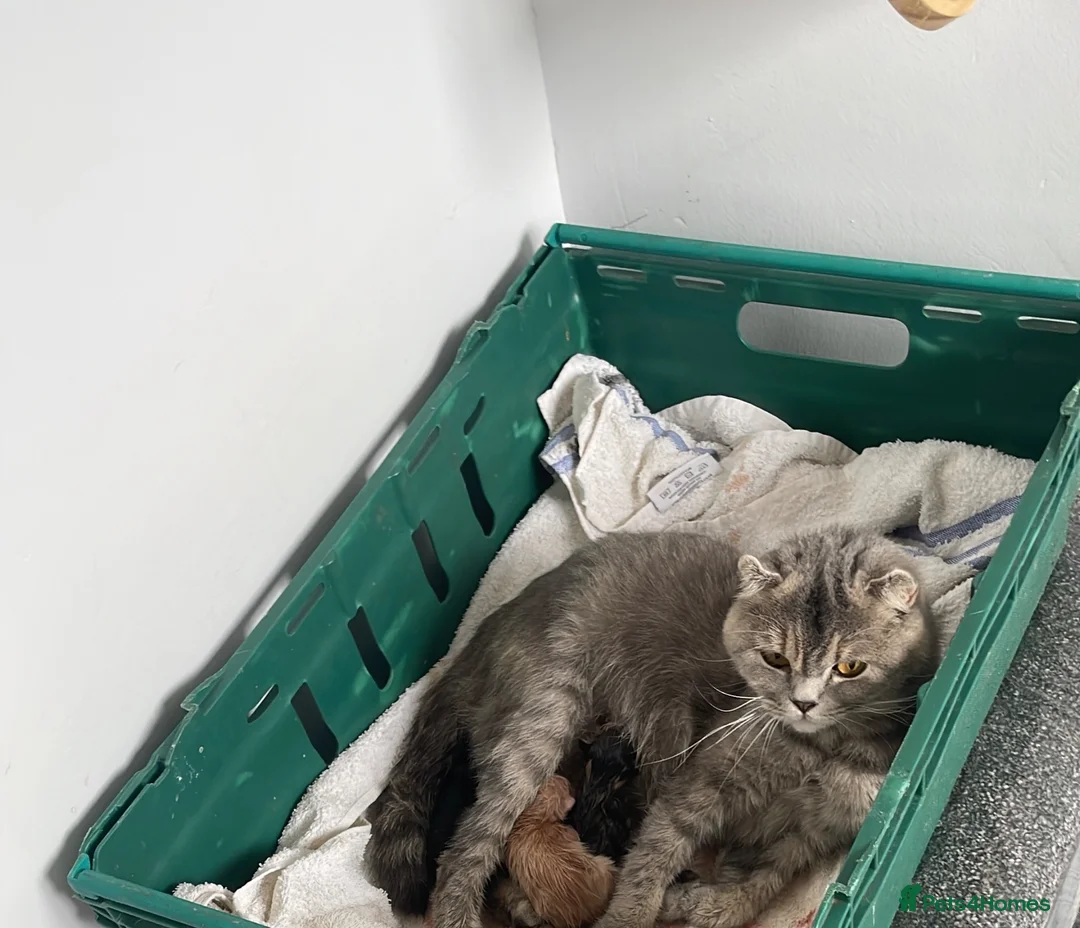 Scottish Fold cats for sale: Scottish fold kitten for sale  - Advert 11