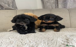 Cockapoo dogs for sale: Cockapoo puppy’s ready Wednesday  - Image 8