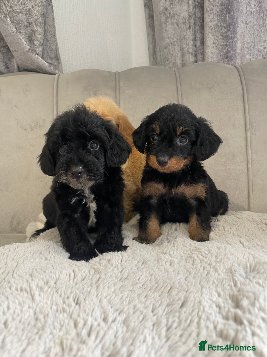 Cockapoo dogs for sale: Cockapoo puppy’s ready Wednesday  - Image 8