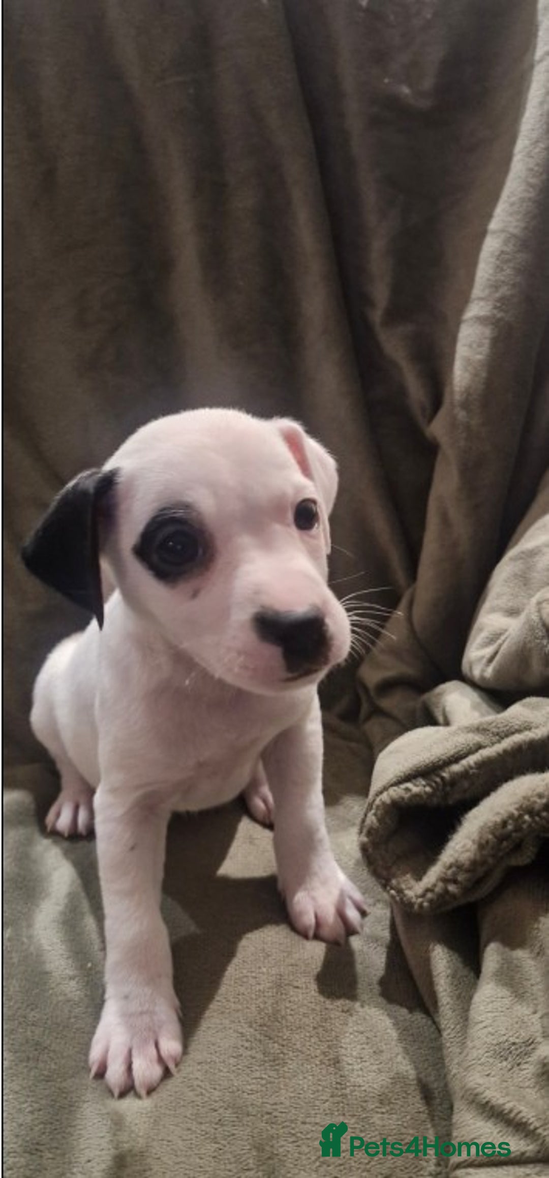 Jack Russell dogs for sale: 2 Adorable Jack Russell puppies  - Advert 8