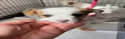Jack Russell dogs for sale: Jack Russel Girls for sale  - Advert 7