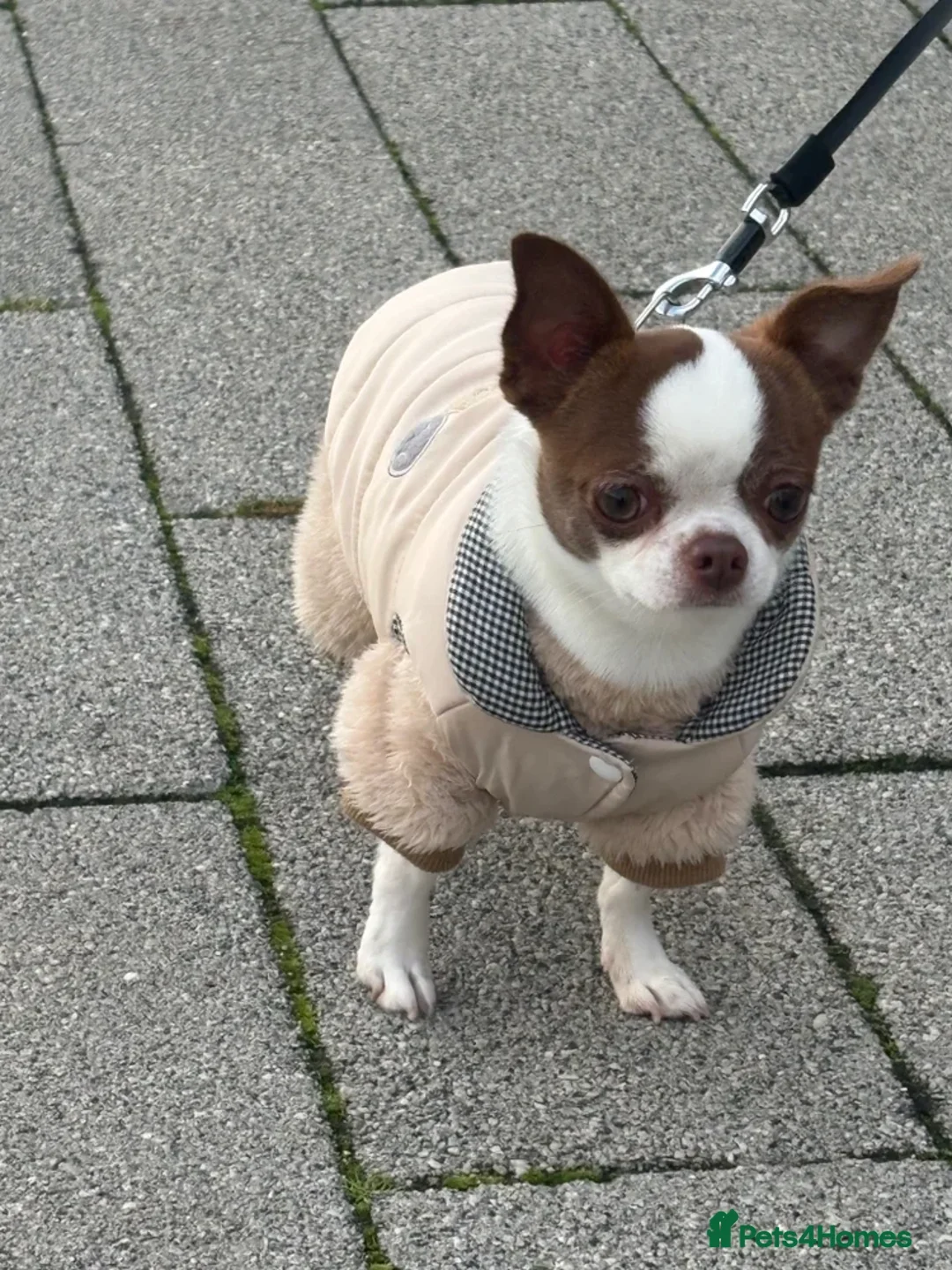 Chihuahua dogs for stud: Purebred Chihuahua Male for Stud  - Advert 2