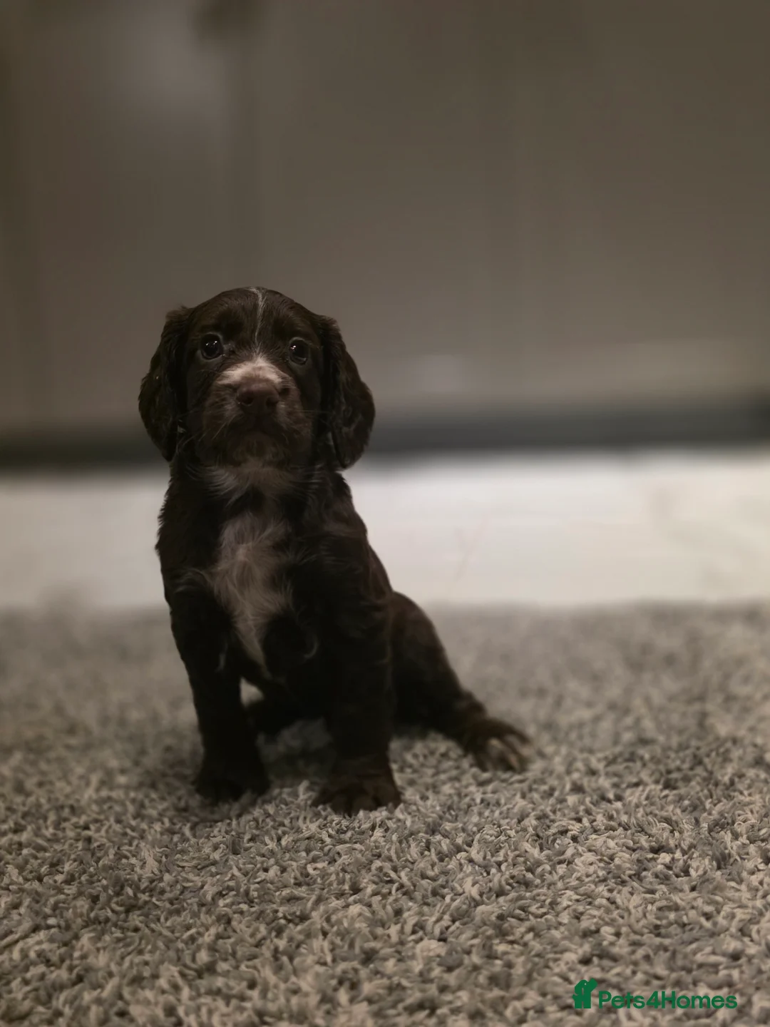 Cocker Spaniel dogs for sale: Beautiful Working cocker spaniel puppies - Advert 3