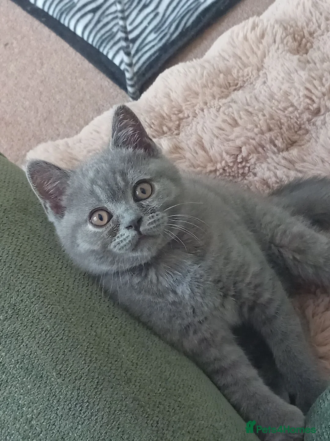 British Shorthair cats for sale: Gorgeous British short-hair kittens  - Advert 1